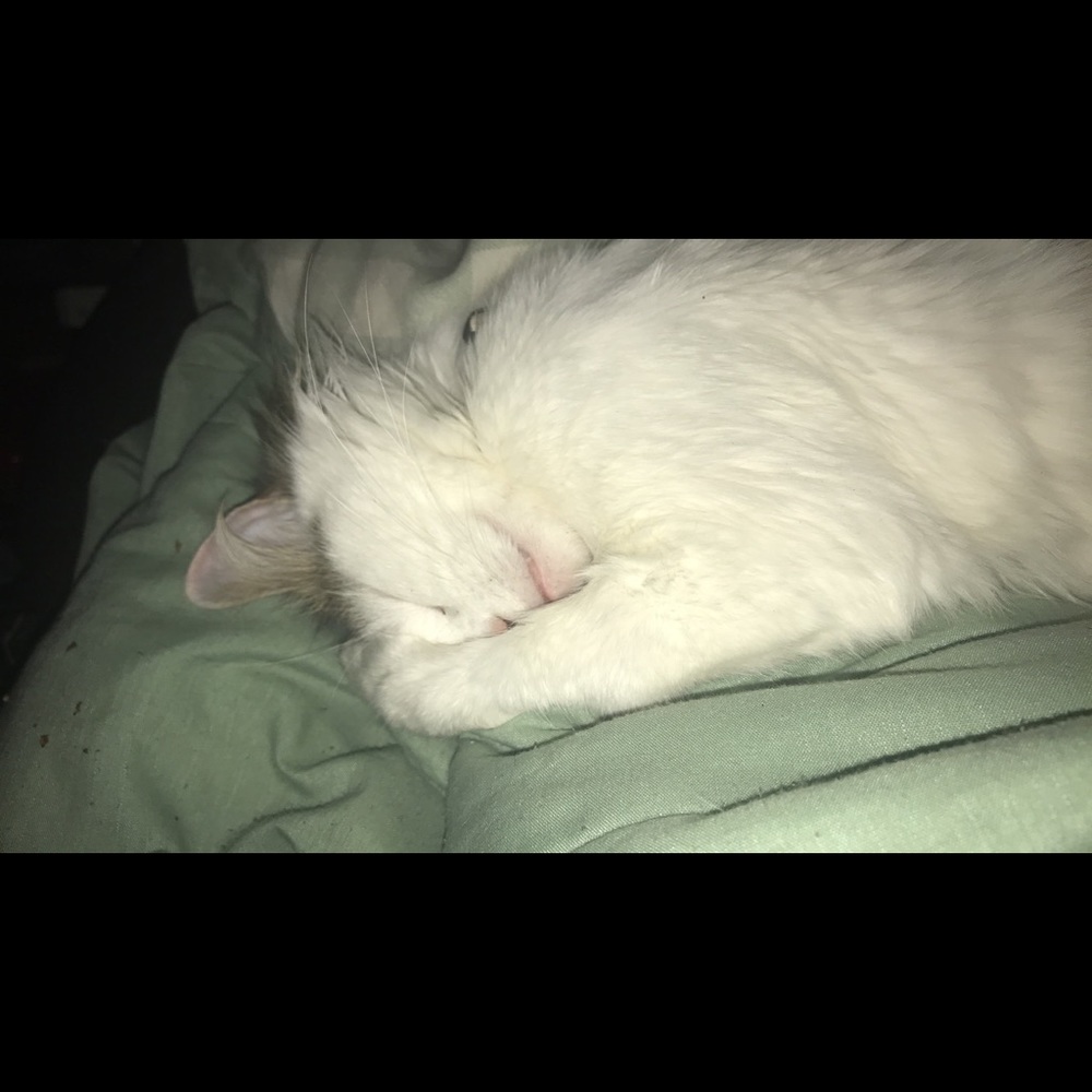 Meet your Posher, Lori